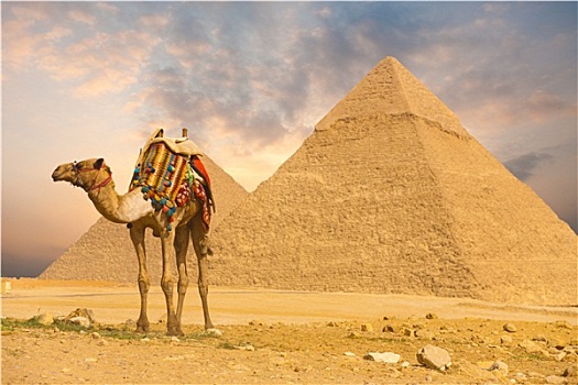 骆驼,站立,正面,金字塔