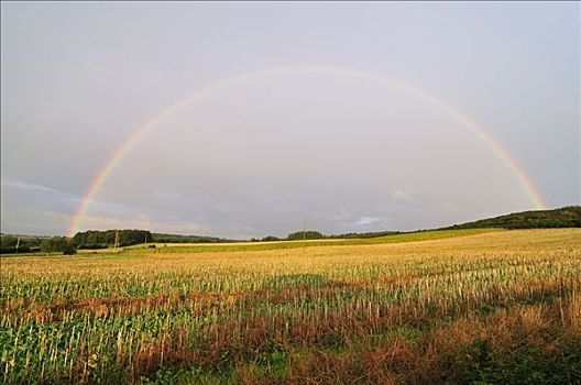 彩虹,靠近,树林,伊勒-维莱讷省,布列塔尼半岛,法国