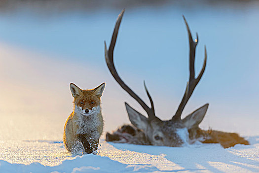 红狐,狐属,畜体,赤鹿,落下,冰,冰冻,湖,波希米亚风格,树林,捷克共和国,欧洲