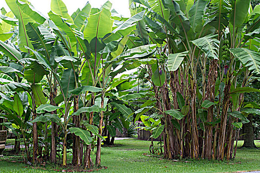 梵霞瑞,种植园,香蕉树,甘蔗