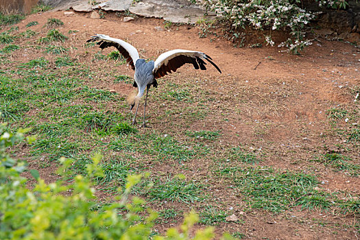 东非冠鹤
