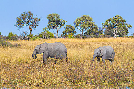 非洲,灌木,大象,非洲象,走,草地,奥卡万戈三角洲,博茨瓦纳