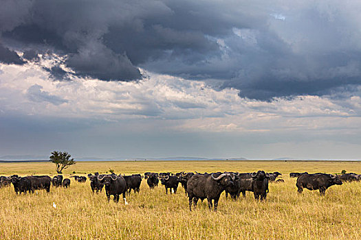 南非水牛,非洲水牛,牧群,热带草原,马赛马拉国家保护区,肯尼亚,非洲