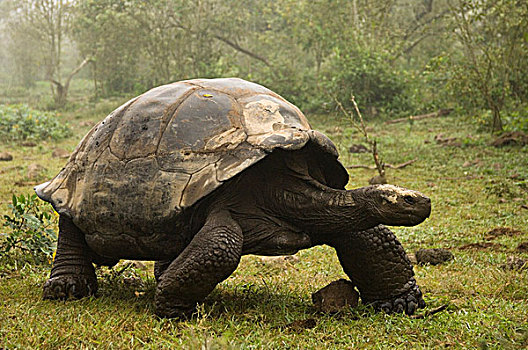 象龟属,靠近,阿尔斯多火山,火山口,地面,岛屿,厄瓜多尔,一个,生存