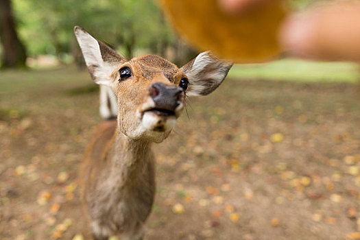 进食,小,可爱,鹿