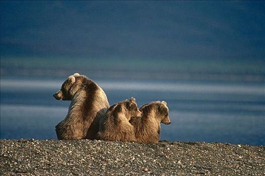 母熊,幼兽,卡特迈国家公园,东南部