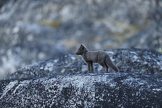 狐狸,雅各布港冰川,伊路利萨特,格陵兰