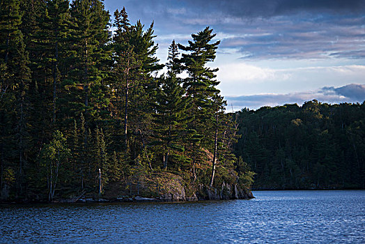 树林,松树,海岸线,湖,木头,安大略省,加拿大