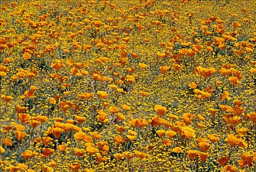 花菱草,金色,西洋蓍草,加利福尼亚