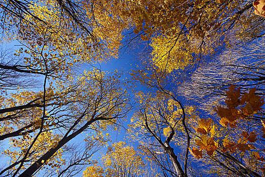 树林,黄色,叶子,秋天,魁北克省,加拿大,北美