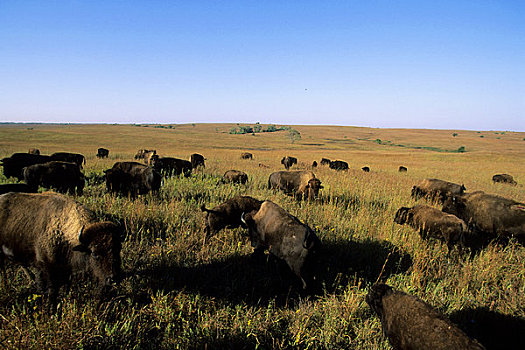 美国,堪萨斯,山,靠近,草原,野生动植物保护区,野牛
