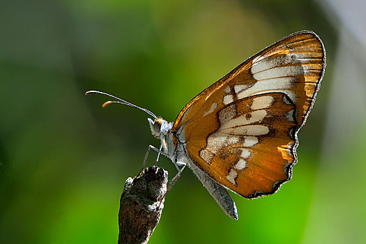 蝴蝶,地区,伯利兹,中美洲