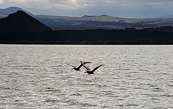 厄瓜多尔,加拉帕戈斯群岛,岛屿,褐色鹈鹕,飞跃,海洋,表面