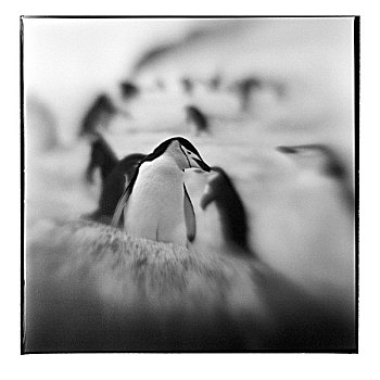 南极,欺骗岛,模糊,黑白,帽带企鹅,站立,雪,斜坡,海岸线,大幅,尺寸