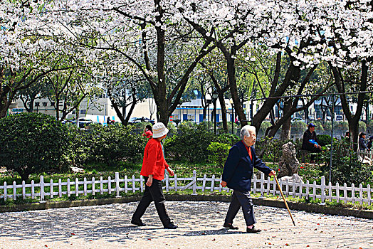 两个老人拍樱花的图片图片