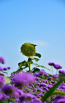 马鞭草,花海