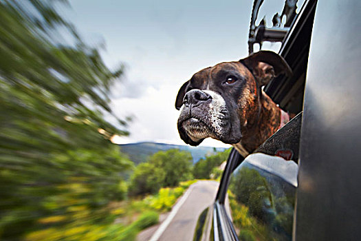 狗,向外看,车窗,移动