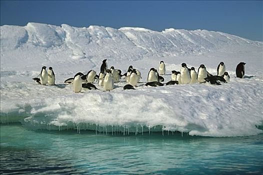 阿德利企鹅,群,休息,冰山,东方,南极