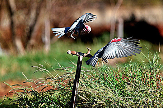 粉红凤头鹦鹉,粉色,灰色,美冠鹦鹉,飞,靠近,老,水,水龙头,北领地州,澳大利亚