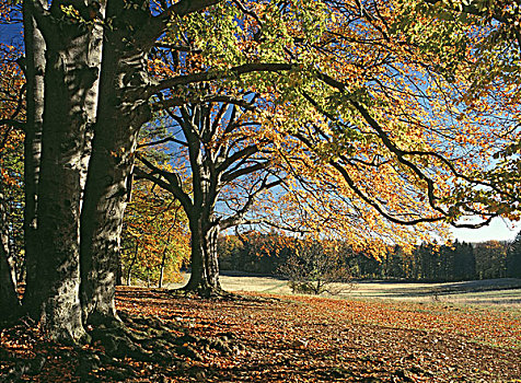 树林,边缘,草地,山毛榉,秋天,自然,植被,植物,树,落叶树,树干,枝条,特写,叶子,变色,秋色,季节,晴朗,户外
