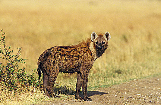 斑鬣狗,成年,马赛马拉,公园,肯尼亚