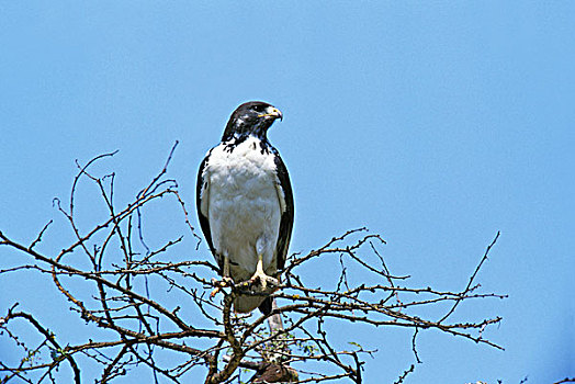 美国兀鹰,鵟,枝头,蓝天,纳米比亚