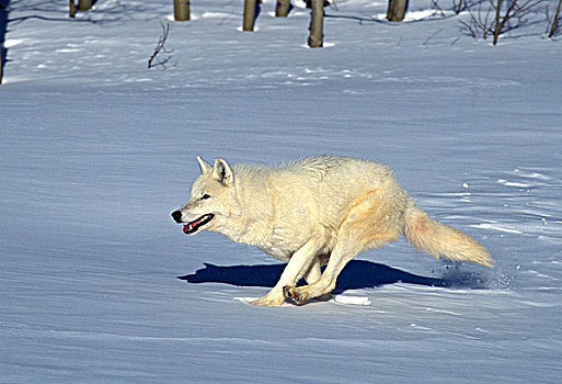 北极狼,狼,成年,跑,阿拉斯加