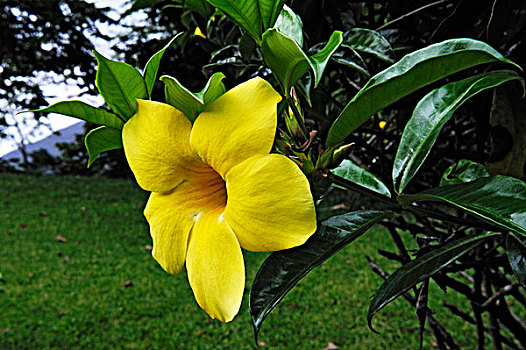 金喇叭花,哥斯达黎加,中美洲