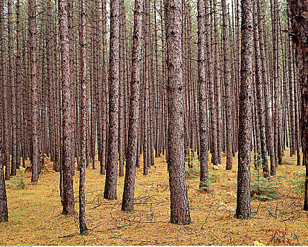 松树,树林,阿尔冈金省立公园,安大略省,加拿大