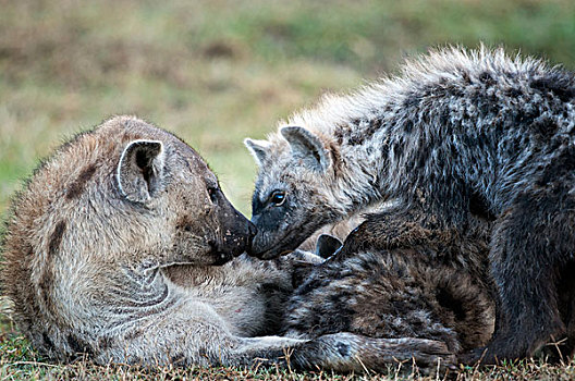 斑鬣狗,女性,幼兽,依偎,肯尼亚