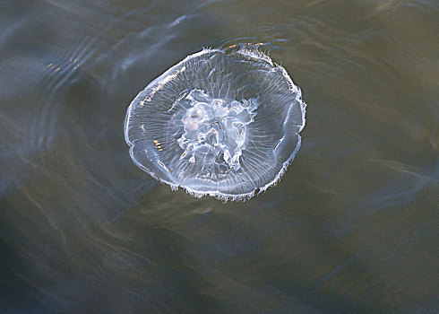水中生物-水母