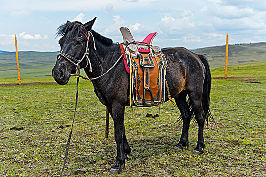 马,游牧,传统,马鞍,草原,蒙古,亚洲