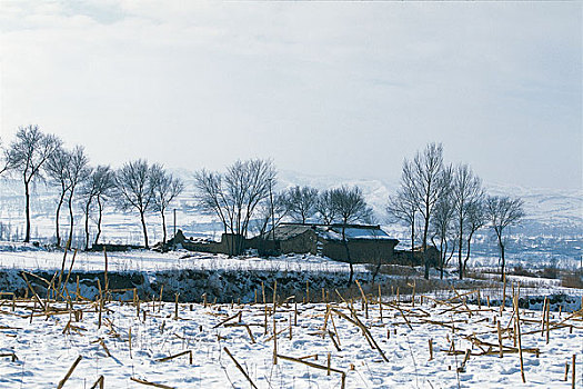 农村雪景