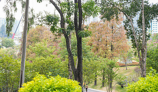 羊城广州天河公园冬季湖边水杉美景