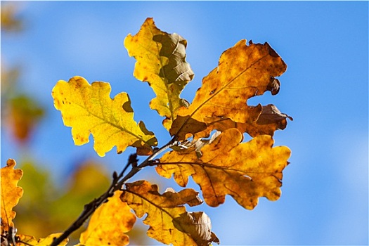 秋天,黄色,橡树叶