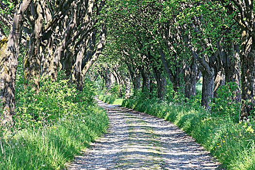 瑞典,白面子树,小路,靠近,图林根州,德国
