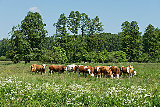 家牛,放牧,草场,下萨克森,德国,欧洲