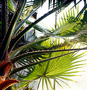 异域风情,棕榈树