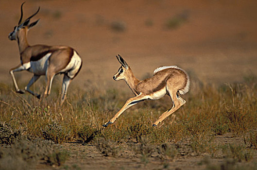 跳羚,羊羔,卡拉哈迪大羚羊国家公园,卡拉哈里沙漠,南非,非洲