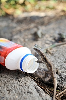 胎生蜥蜴,塑料瓶