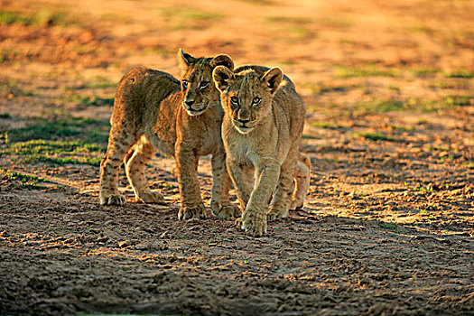 狮子,两个,幼兽,四个,兄弟姐妹,禁猎区,卡拉哈里沙漠,北角,南非,非洲