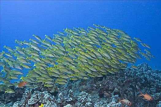 夏威夷,毛伊岛,鱼群,四带笛鲷,高处,珊瑚礁