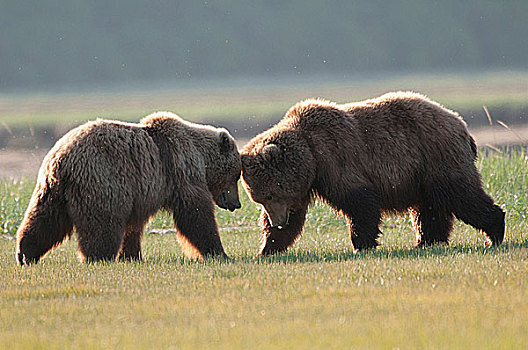 科迪亚克熊,棕熊,争斗,土地,海岸,阿拉斯加,美国