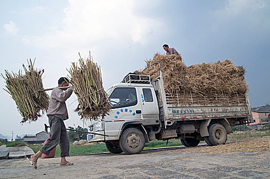 卡车,装载,干草,收获时节,云南,中国,四月,2009年