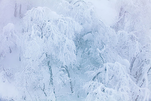 西岭雪山大雪的美丽风景