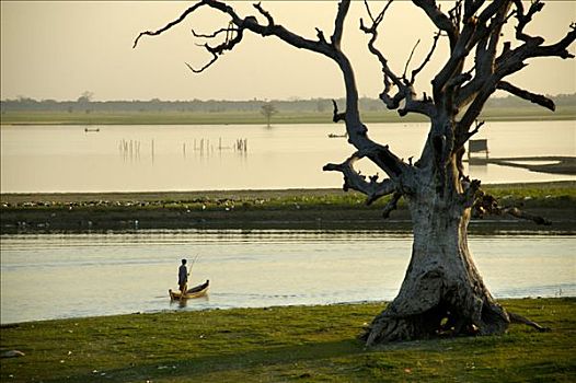古树,湖,划艇,阿马拉布拉,曼德勒,缅甸
