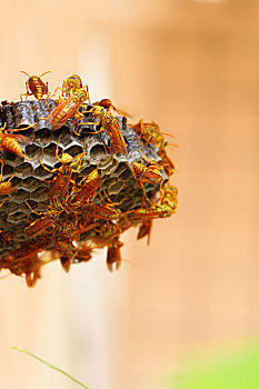 自然界昆虫大黄蜂