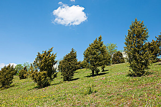 桧属植物,石南灌丛,杜松,靠近,图林根州,德国,欧洲