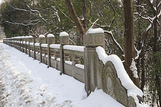 冬季林间雪后风景