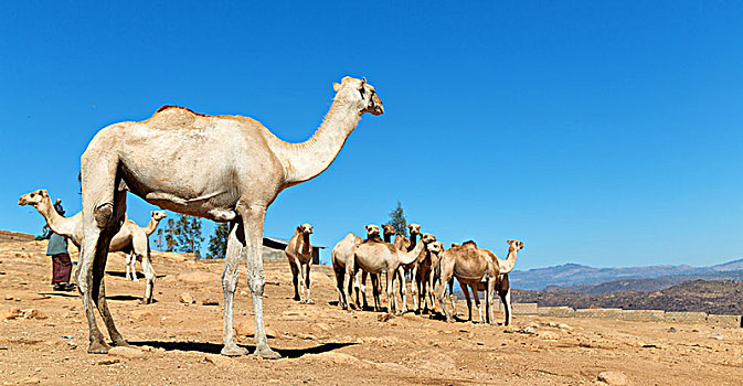 达纳基勒,埃塞俄比亚,非洲,老,市场,许多,骆驼,就绪,销售,自然,背景